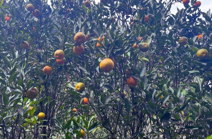 호텔 The Mandarine Retreat