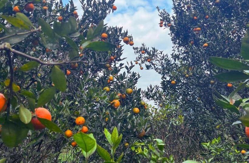 호텔 The Mandarine Retreat