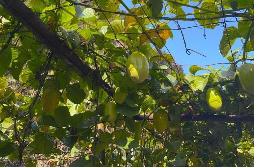 호텔 The Mandarine Retreat