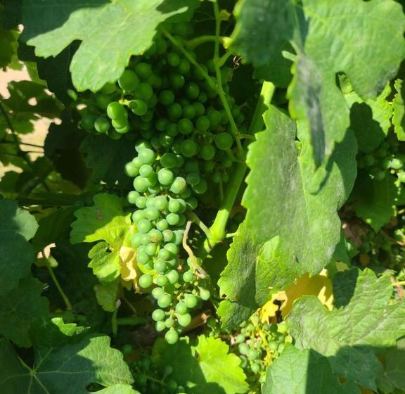 פנסיון Hidden Hacienda