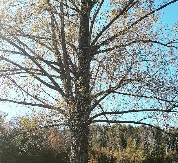 צימר Dama Del Lago