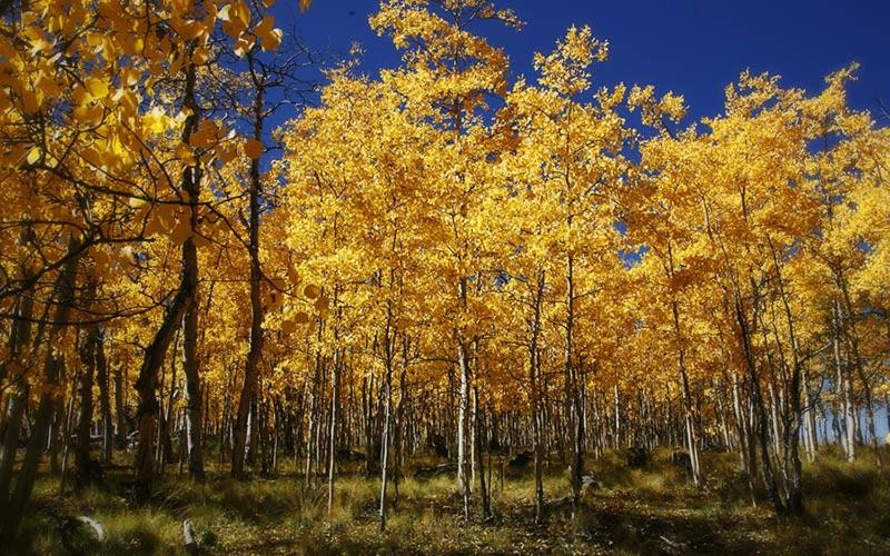 فندق صغير Rocky Mountain Cabins Of Buena Vista