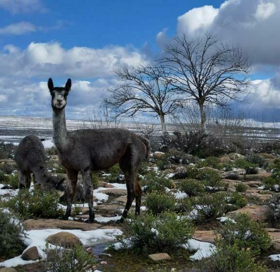 ホテル Blesfontein Guest Farm