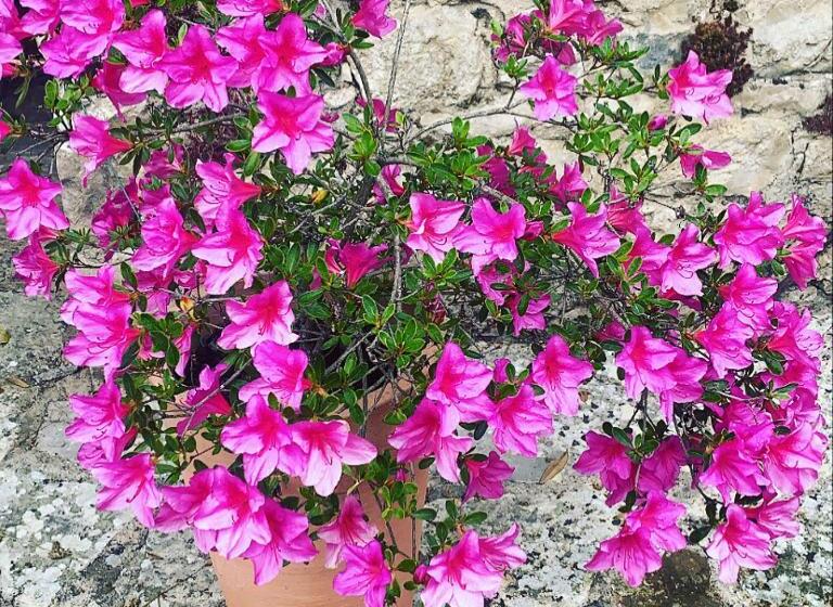 פנסיון Chambre D Hôtes Le Flacon De La Verrouille