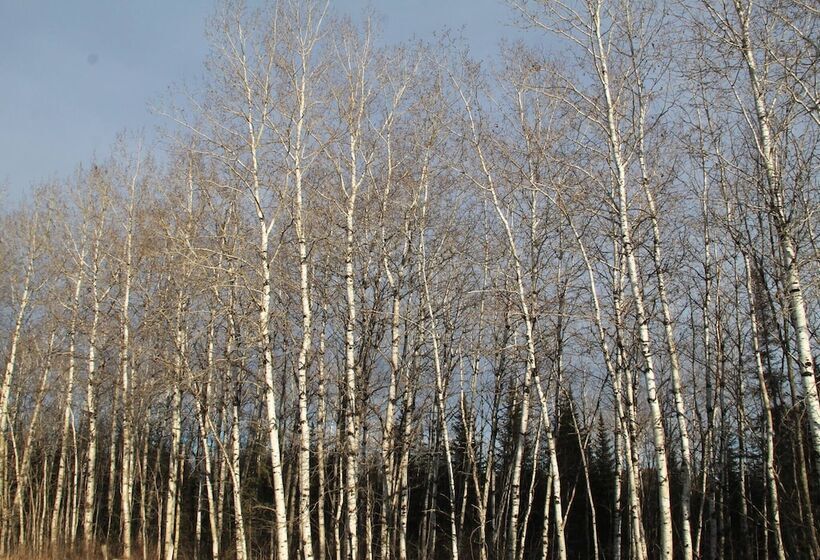 Пансион Room In Lodge Luther King Grande Chambre Décor Moderne Et Relaxe
