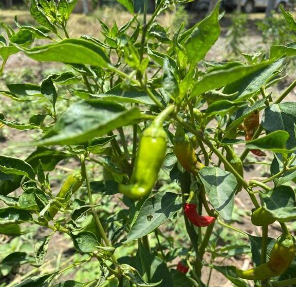 Resort Virsaa   The Captain S Mud Retreat