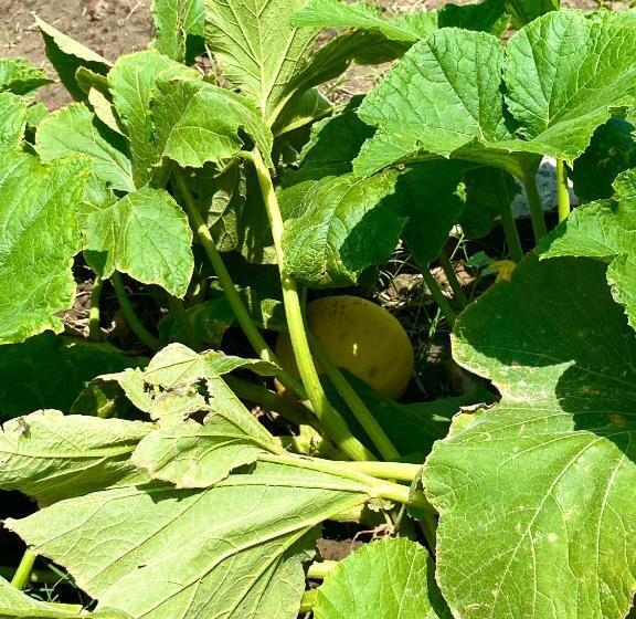 リゾートホテル Virsaa   The Captain S Mud Retreat