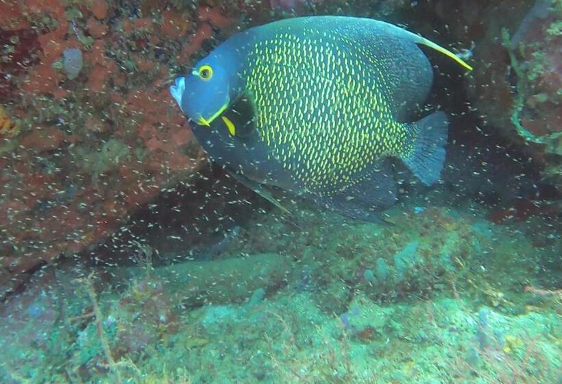 호텔 Dive Center Portobelo