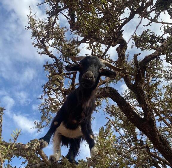 پانسیون Be Free Surfhouse