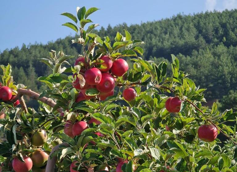 هتل Mayberry Lake   Villa Medijapark