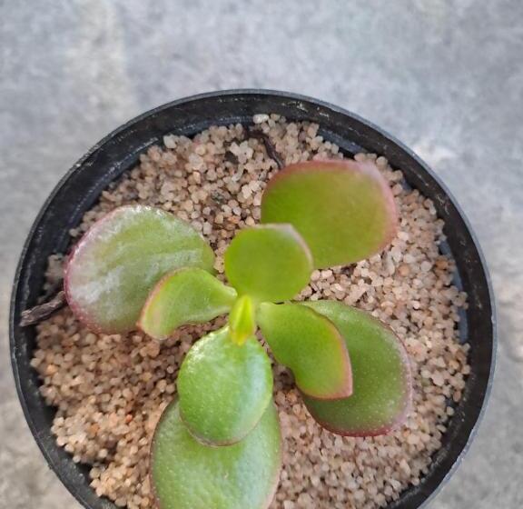 פנסיון Aircommodation Guesthouse