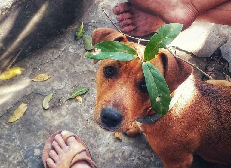 فندق صغير In The Green Backpackers