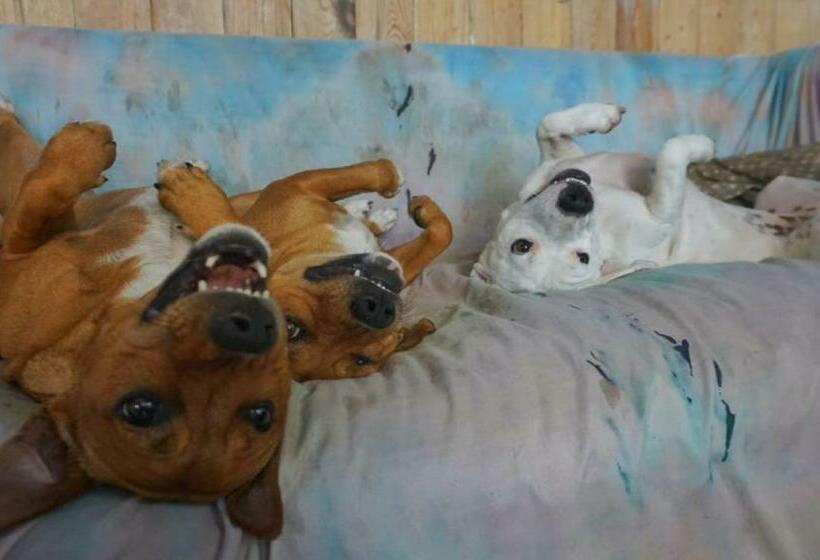 فندق صغير In The Green Backpackers