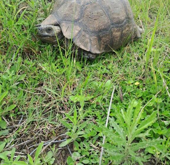 ホテル Ngwenkala Game Lodge And Safaris