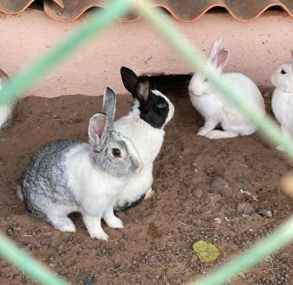 پانسیون Jnane Nina