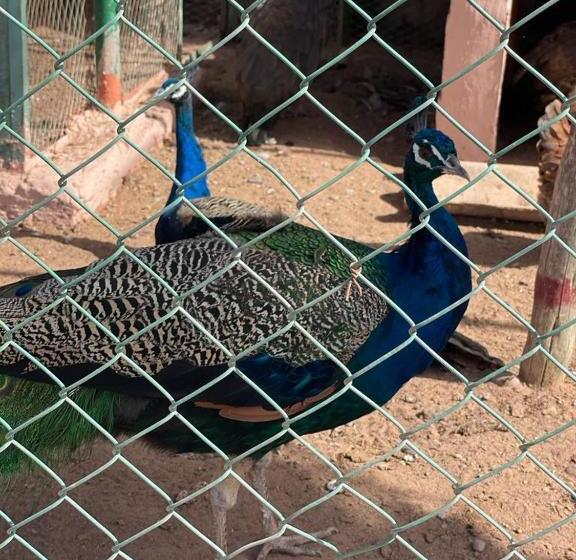 پانسیون Jnane Nina