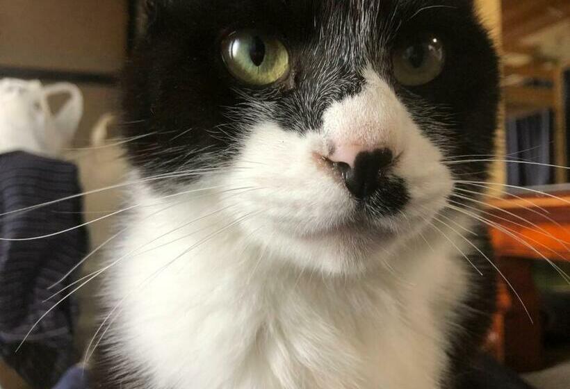 פנסיון Nihonichi Shoboi Guest House   Vacation Stay 13383