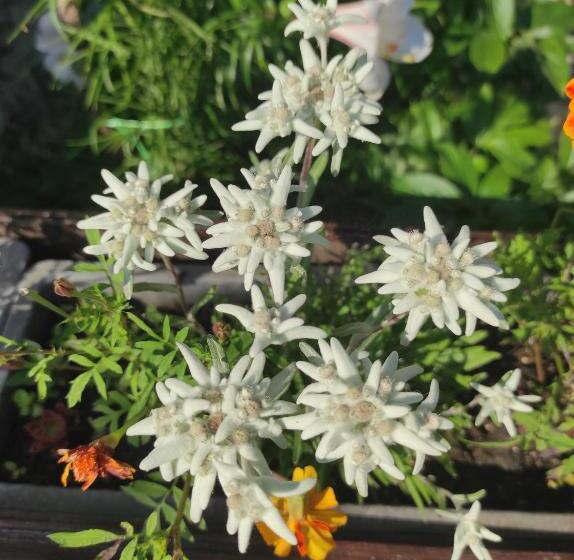 تختخواب و صبحانه Smučarska Koča