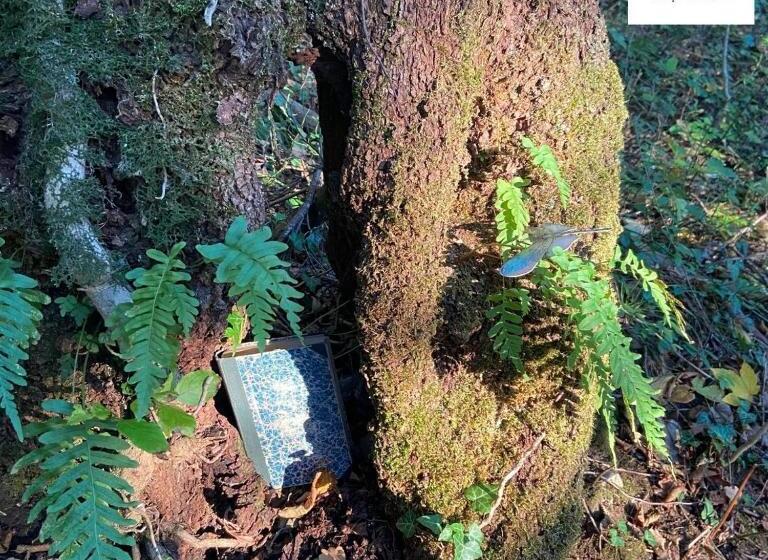 Bed and Breakfast Suxen Nature Experience   Lodge Con Vista Panoramica