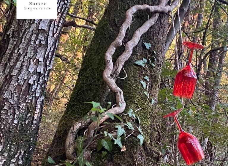 Bed and Breakfast Suxen Nature Experience   Lodge Con Vista Panoramica