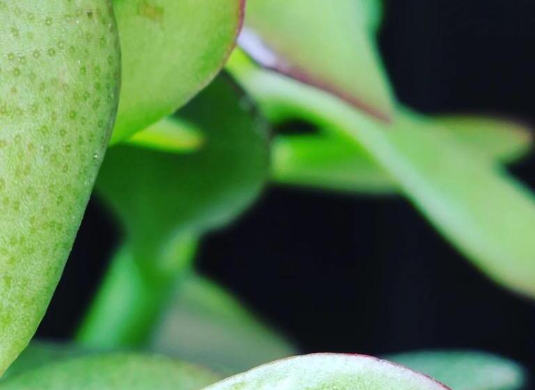 酒店 Girasole Ad Antico Casale  700