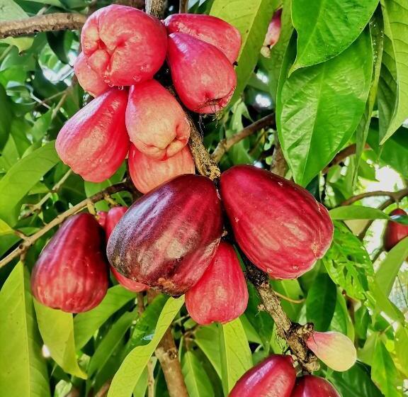 فندق Mira Olas Cabins