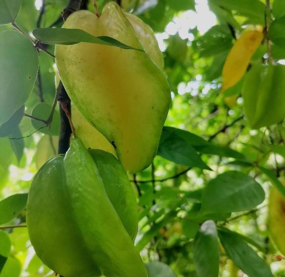 فندق Mira Olas Cabins