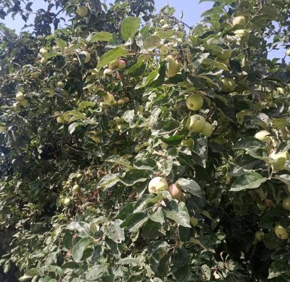 پانسیون Satina Jenish