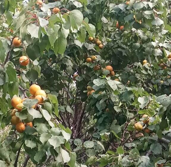 پانسیون Satina Jenish