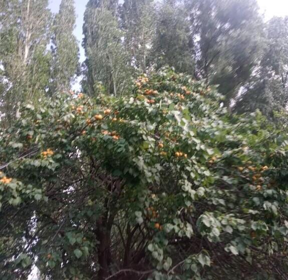 پانسیون Satina Jenish