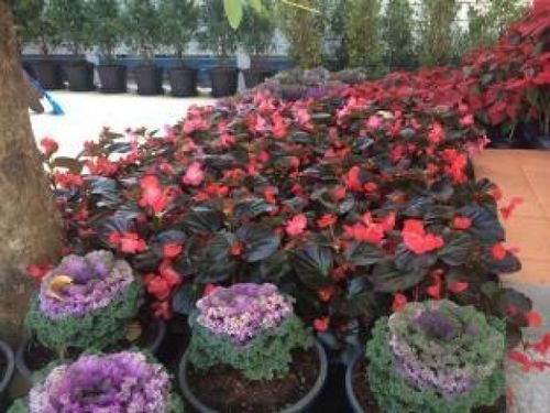 ホテル Isabel Boutique