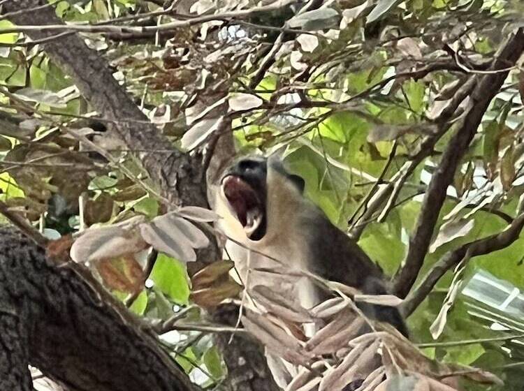 هتل Nemasu Ecolodge