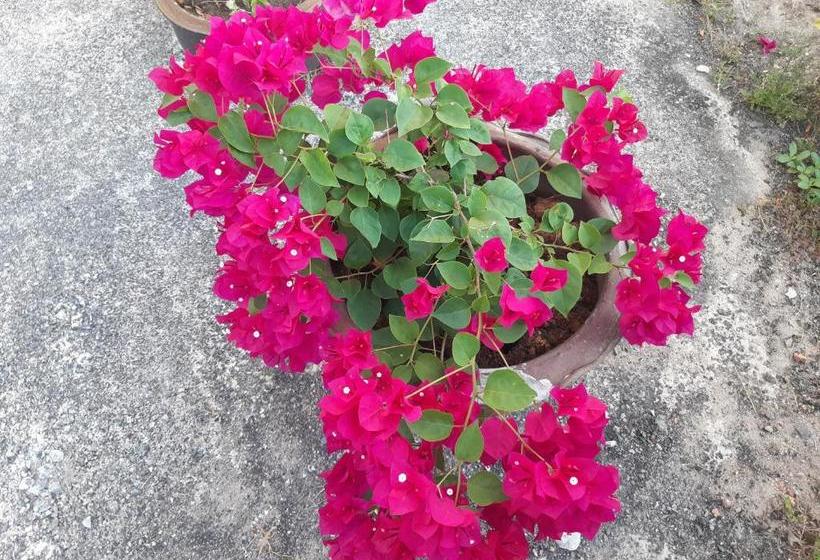 酒店 Wangwaree Resort