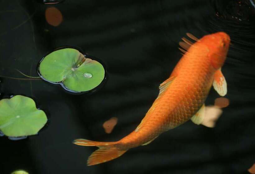 Le Patta Hotel Chiang Rai Sha Extra Plus