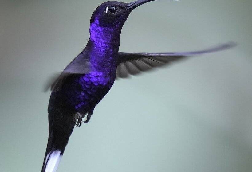 تختخواب و صبحانه Arte De Plumas Birding Lodge