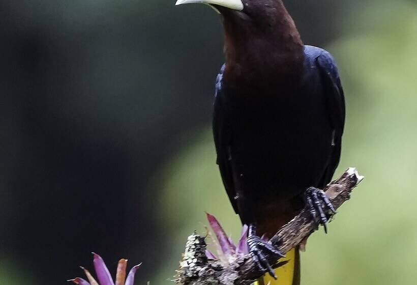 تختخواب و صبحانه Arte De Plumas Birding Lodge