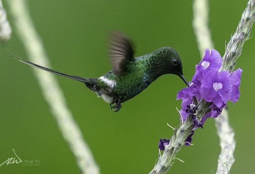 تختخواب و صبحانه Arte De Plumas Birding Lodge