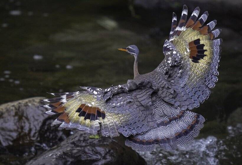 تختخواب و صبحانه Arte De Plumas Birding Lodge