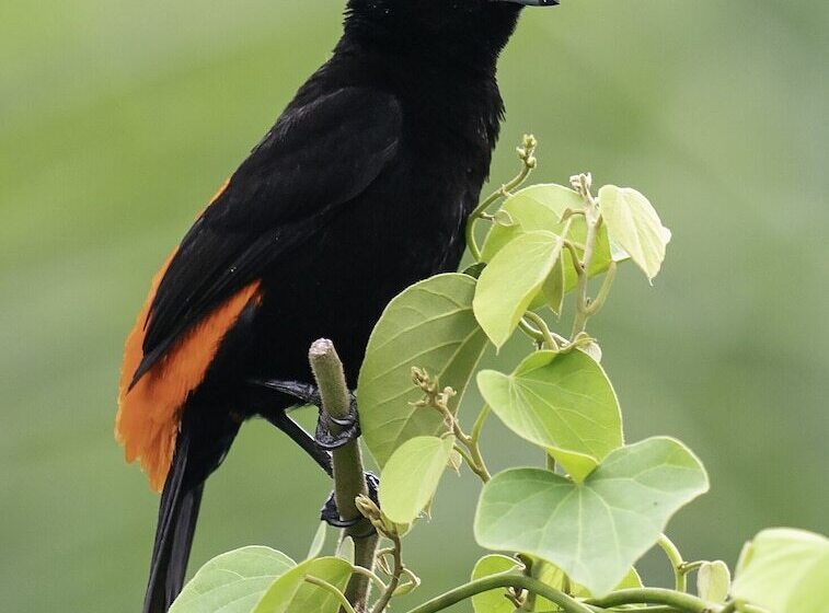 تختخواب و صبحانه Arte De Plumas Birding Lodge