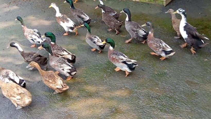 호텔 Shivaaz Holiday Farms   Near Mopa Airport Goa