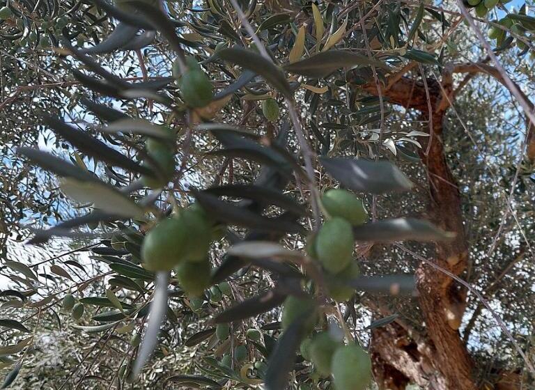 فندق Villa Ferranti Abruzzo