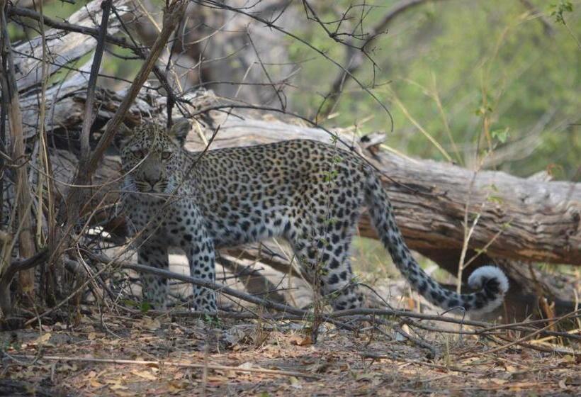 酒店 White Sands Lodge