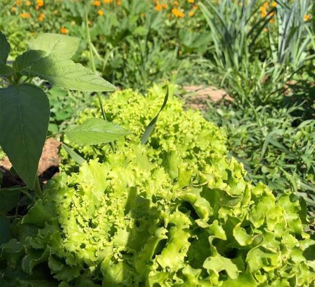 پانسیون Gostišče Koren