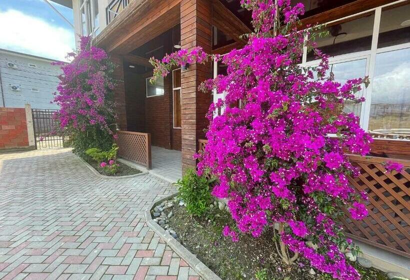 هاستل бугенвиллея