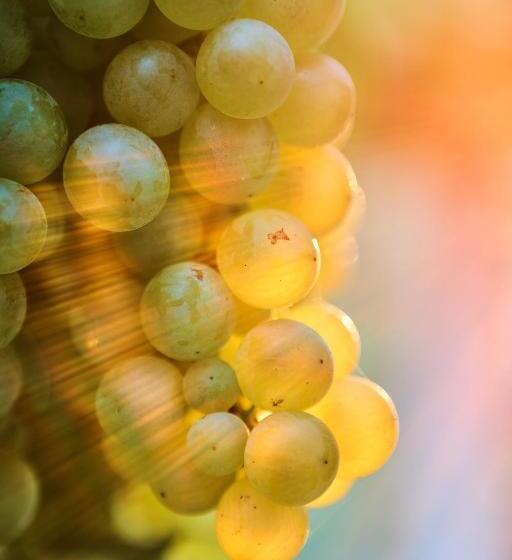 La Casa Del Vino   B&b