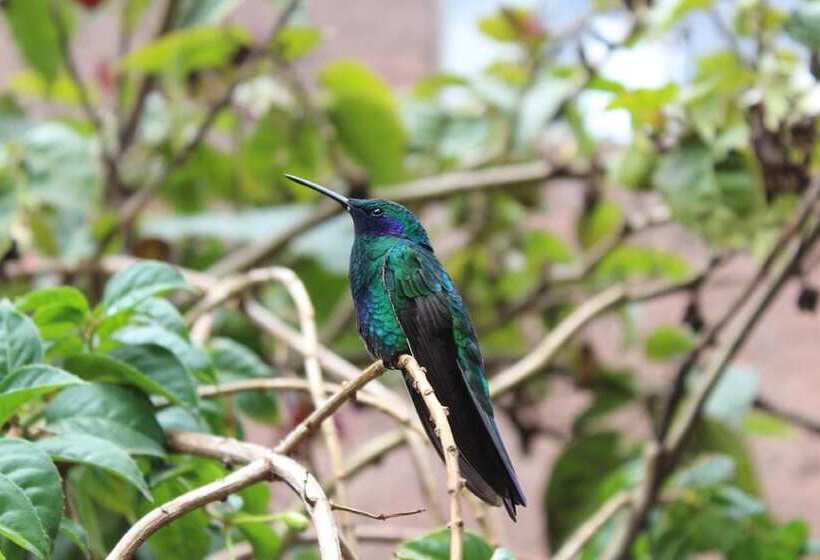 تختخواب و صبحانه Moutainbike House