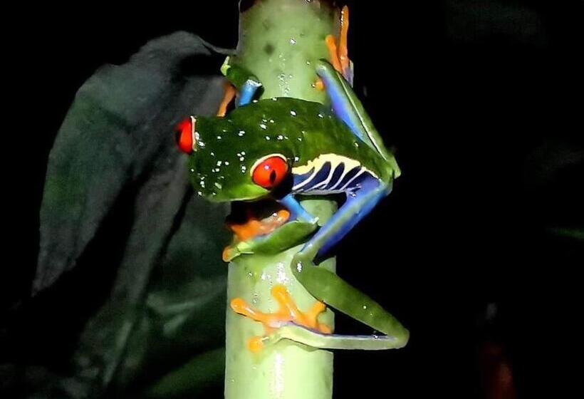 مبيت وإفطار Posada Rio Celeste In