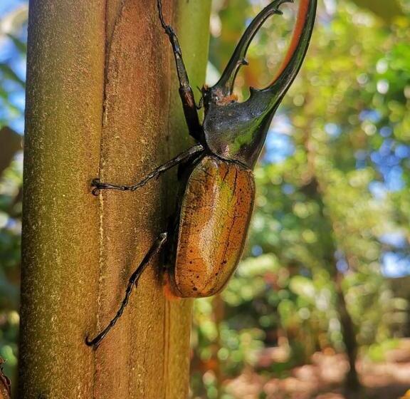 مبيت وإفطار Posada Rio Celeste In