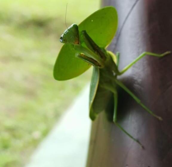 مبيت وإفطار Posada Rio Celeste In