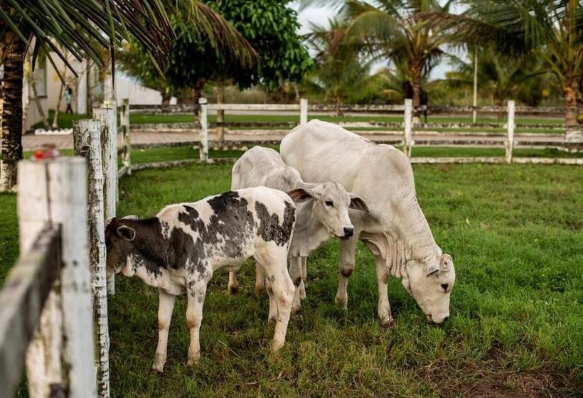 בית מלון כפרי Fazenda Alto Alegre
